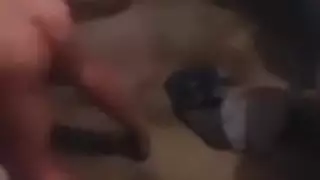عربي مصري