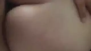 الحمار العربي الكبير