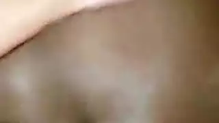 تربية العربية الأبنوس